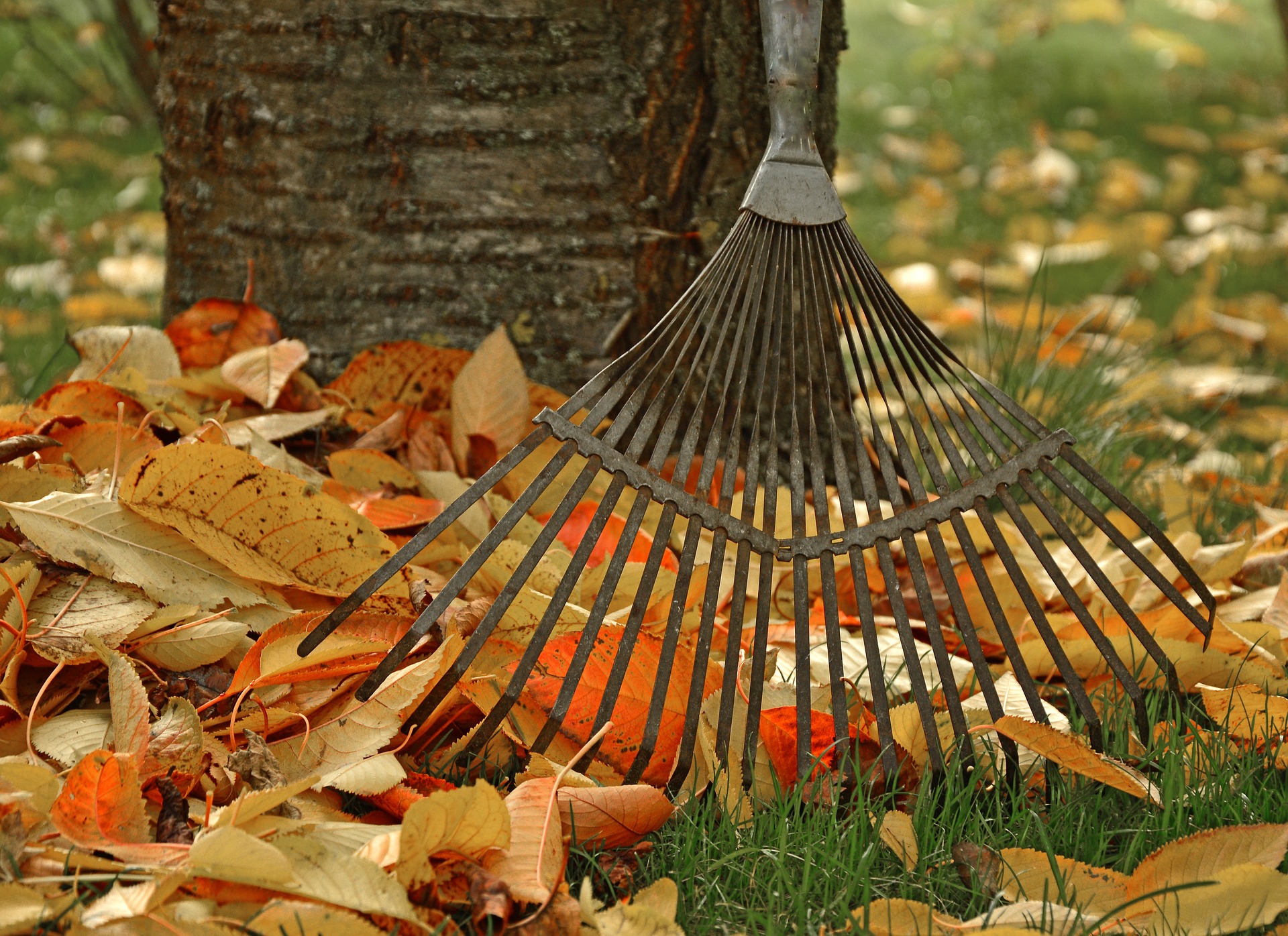 Rake your landscape